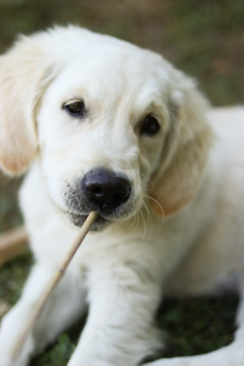 eduquer chien ain comprendre eduquer chien ain comprendre