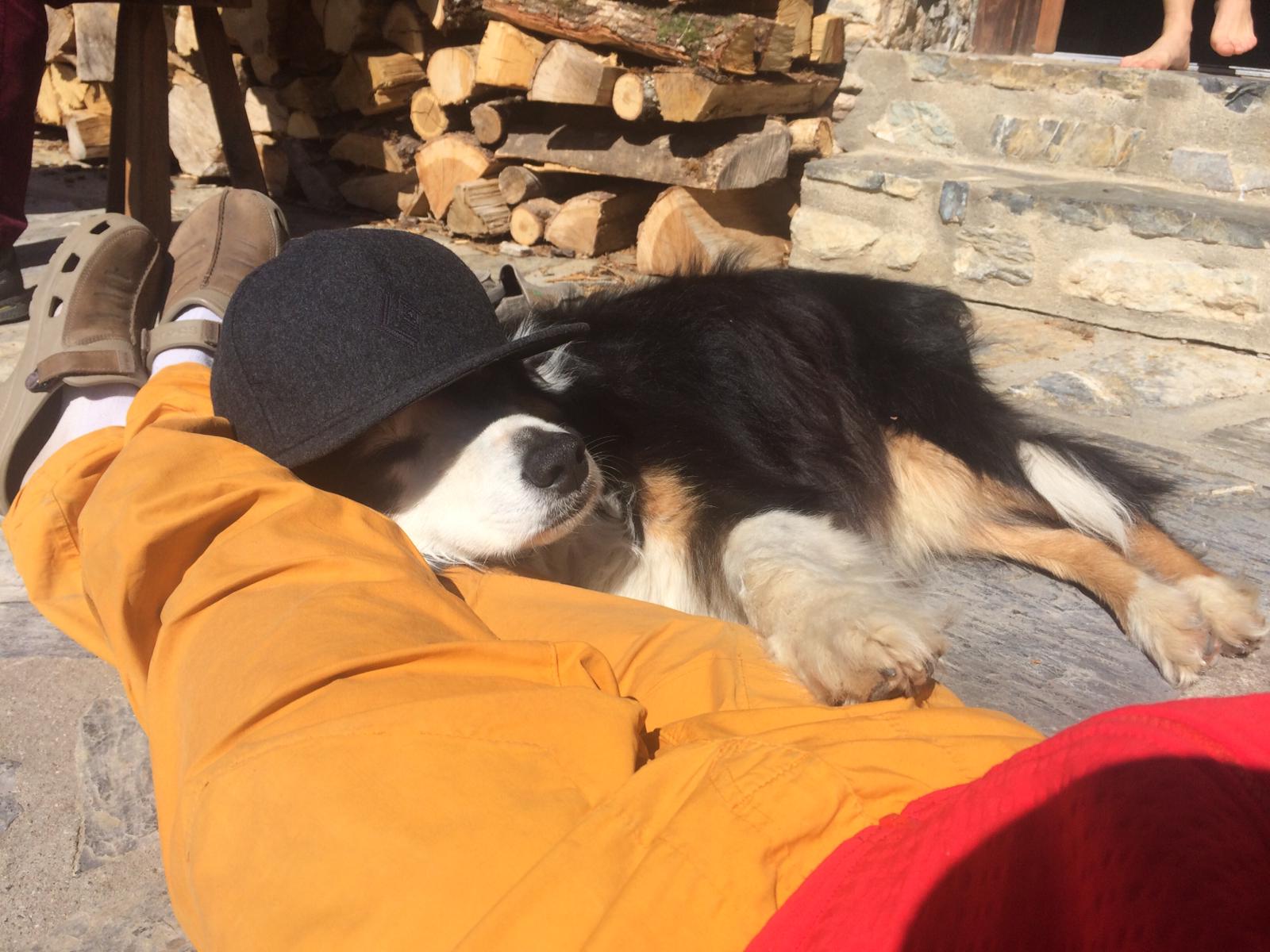 lien humain chien ain lien humain chien ain